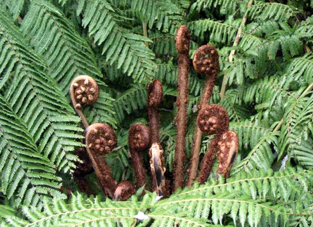 Koru unfurling